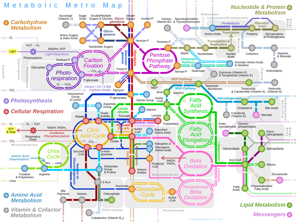 Réseau métabolique